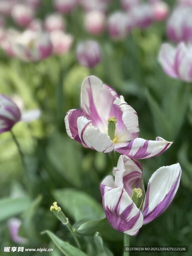 紫白相间郁金香绽放