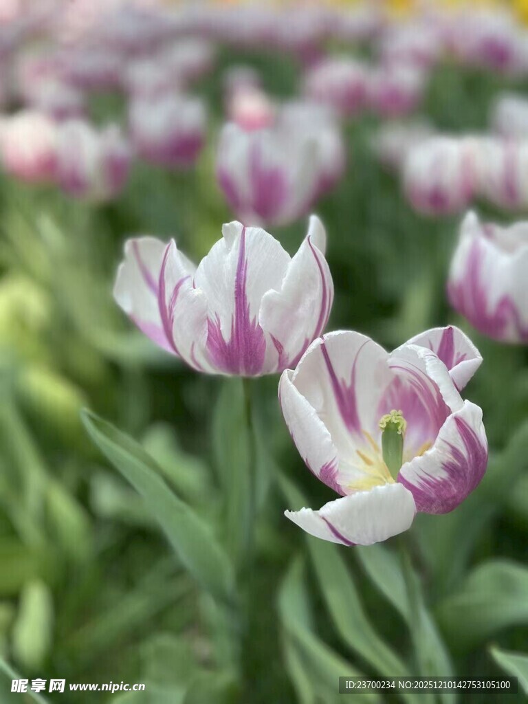 美丽双色郁金香绽放