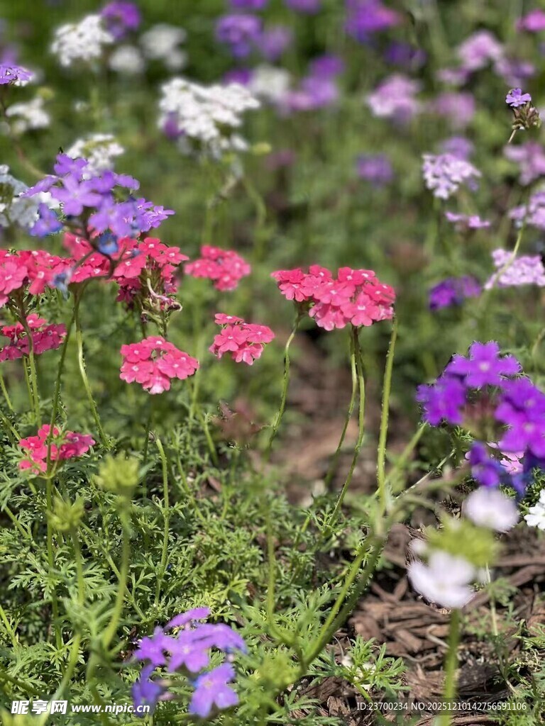 多彩花卉绽放于绿地间