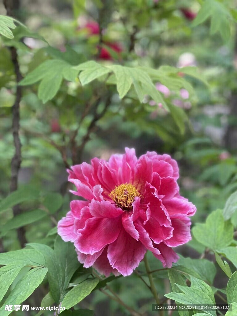 娇艳盛开的粉色牡丹花