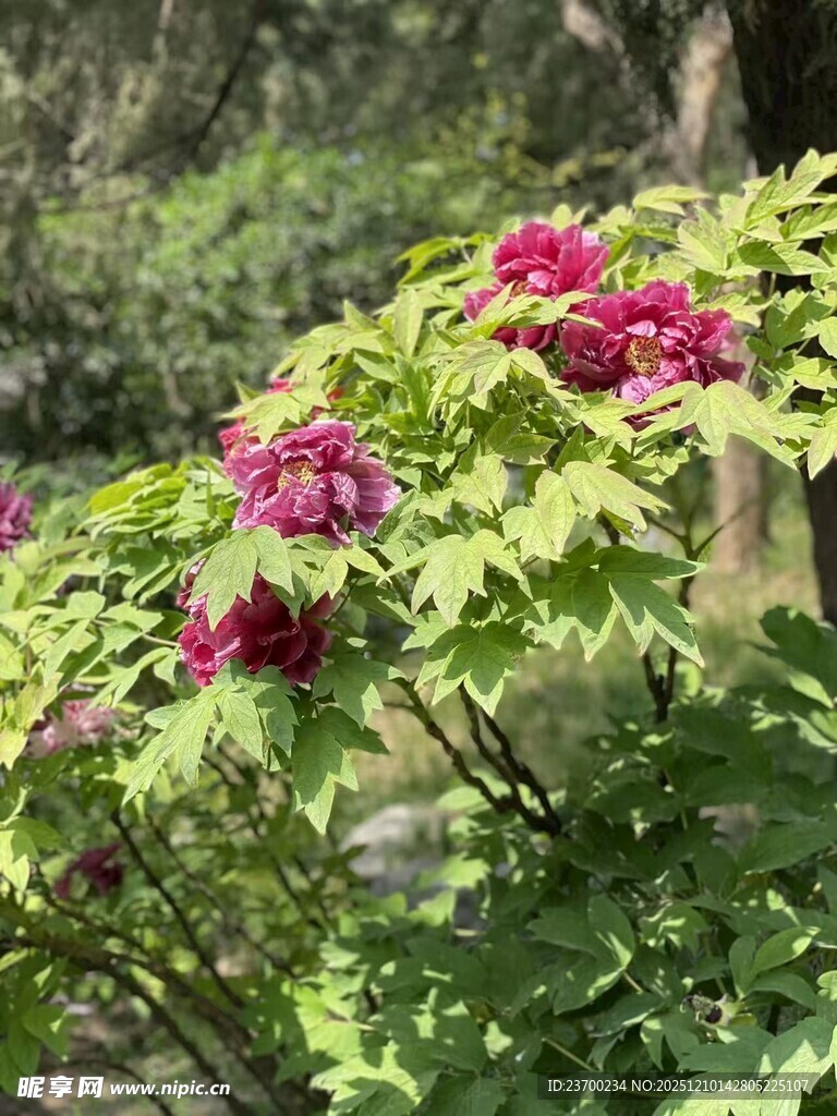 娇艳盛开的粉色牡丹花