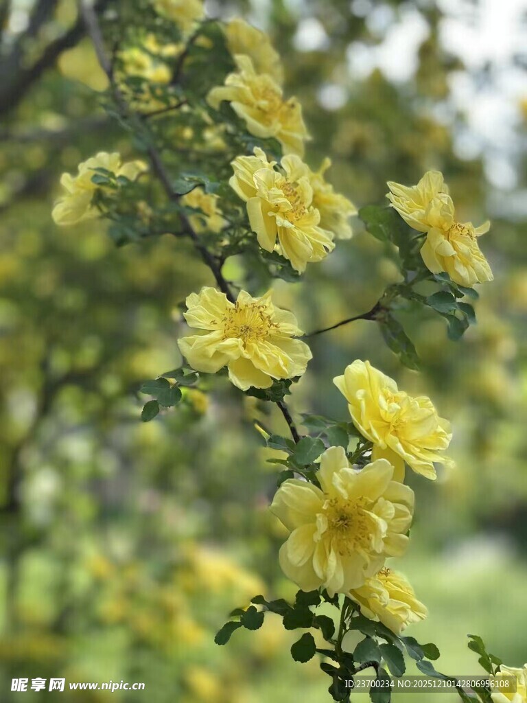 金黄蔷薇花枝绽放