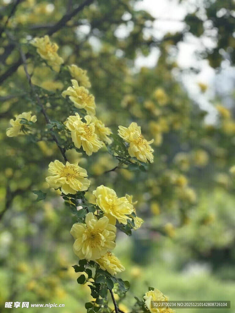 枝头绽放的明艳黄色小花
