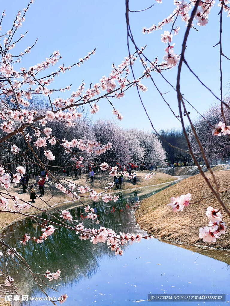春日河畔盛开的烂漫樱花