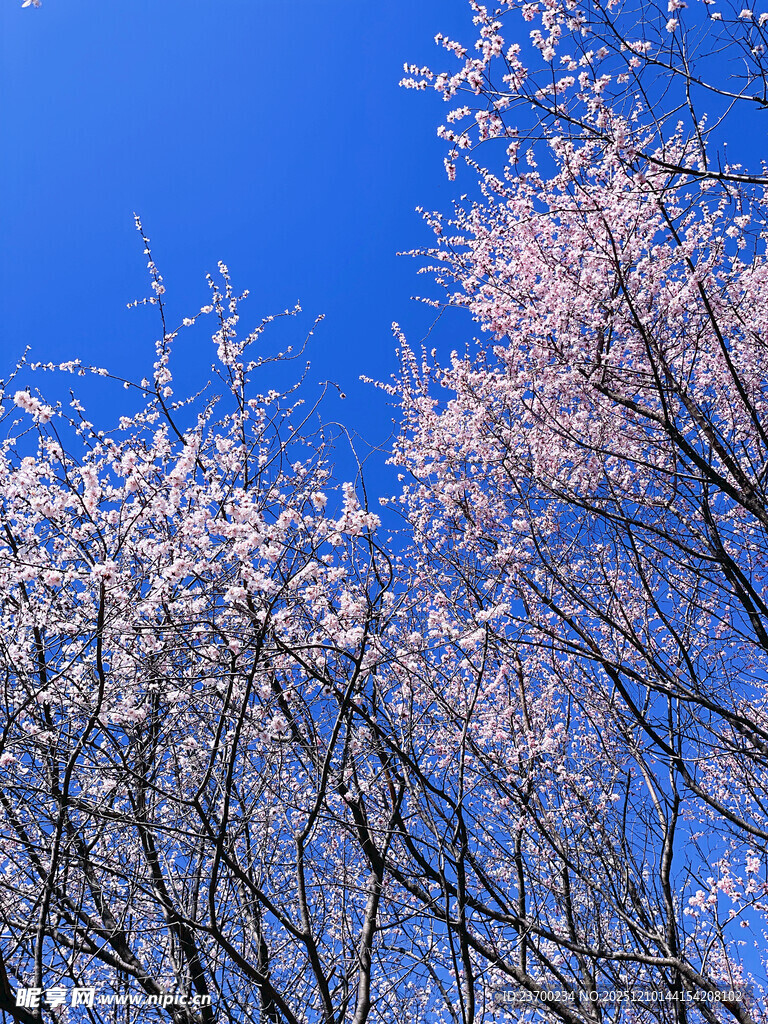 蓝天映衬下的烂漫樱花树