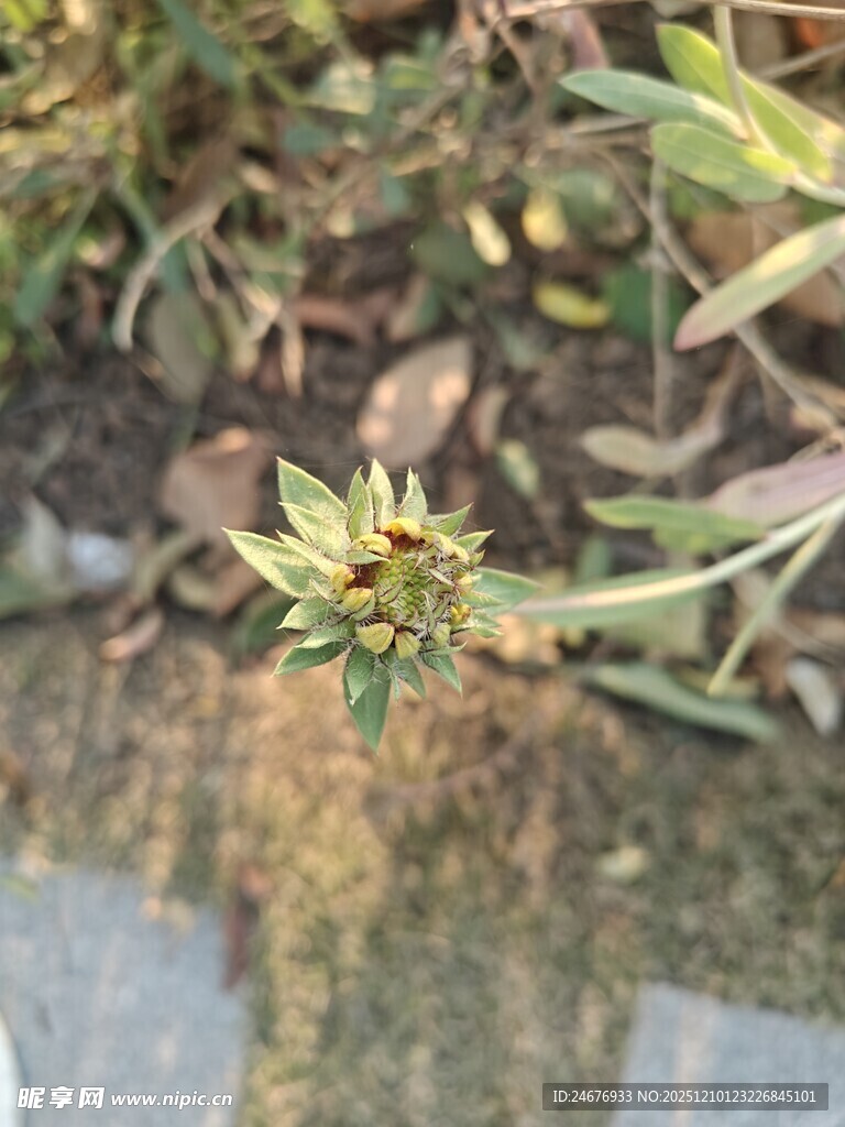 野外绽放的黄色小花