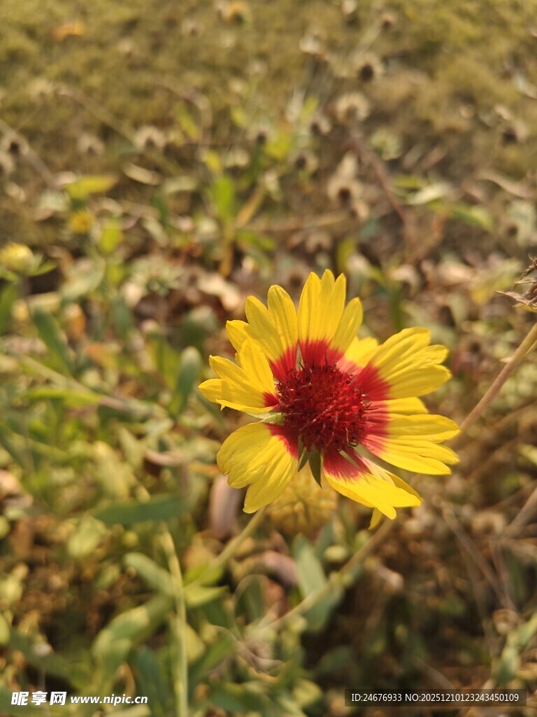 田野中的单朵艳丽野花