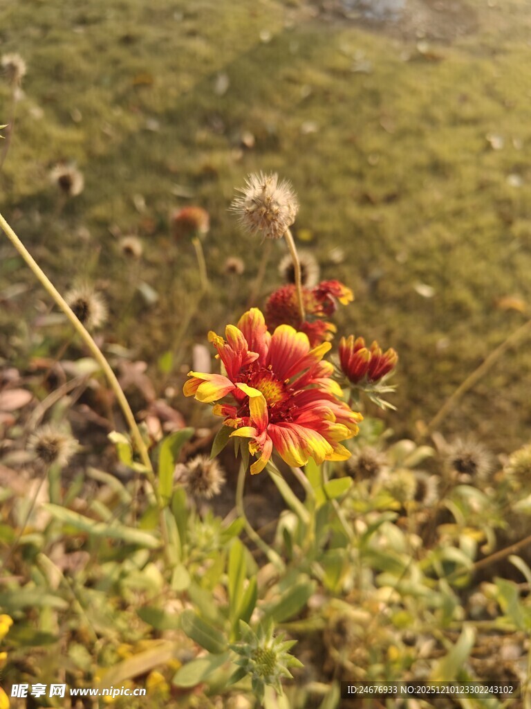 野外艳丽绽放的多彩小花
