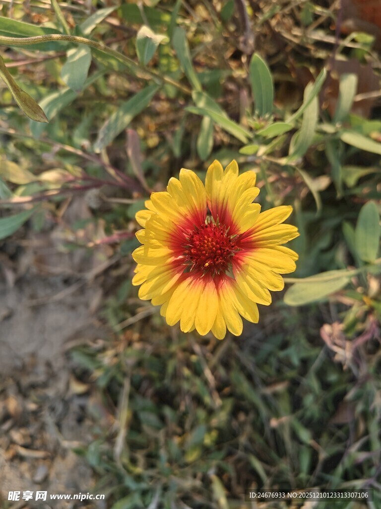 单朵艳丽天人菊绽放