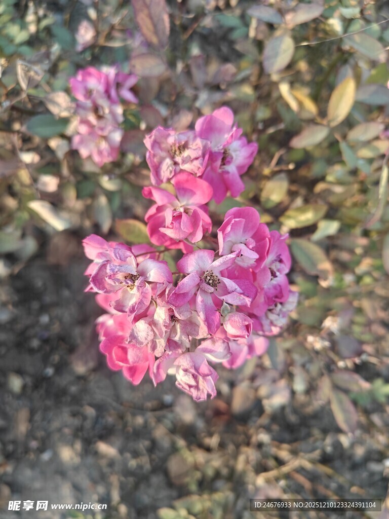 娇艳绽放的粉色花卉