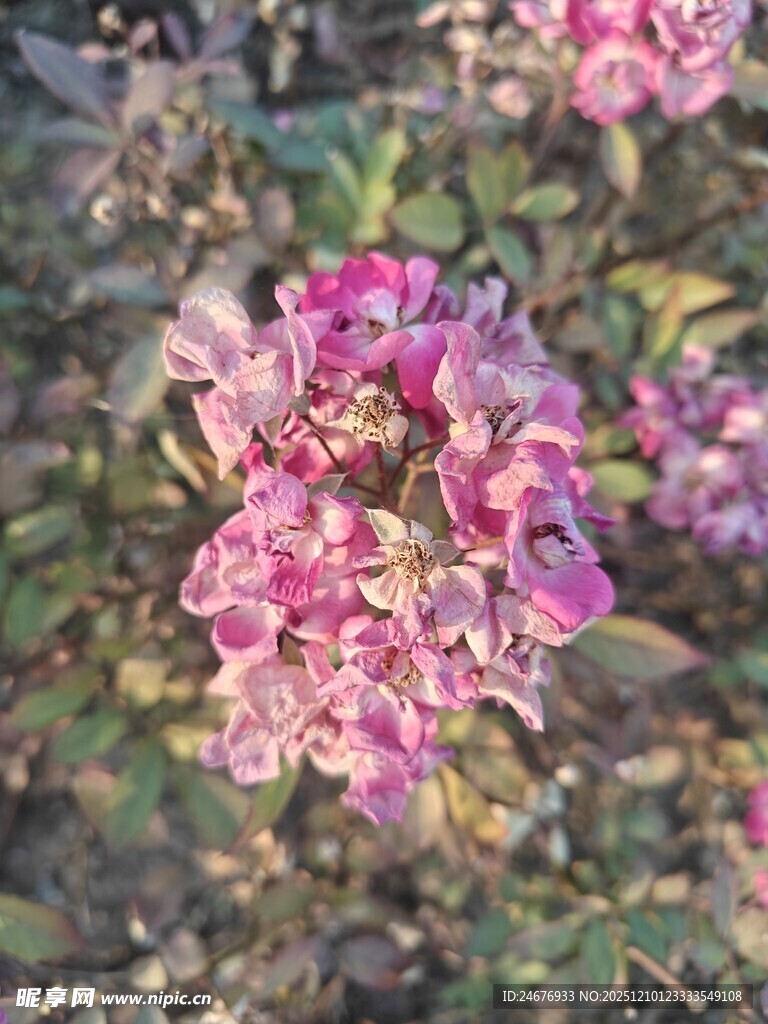 娇艳粉色花卉特写