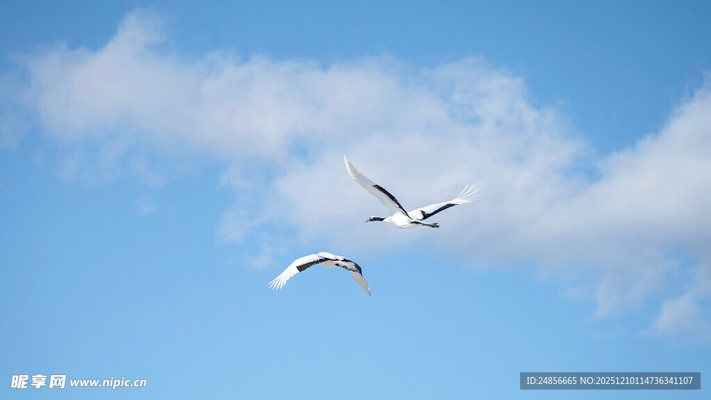 蓝天下双飞鸟