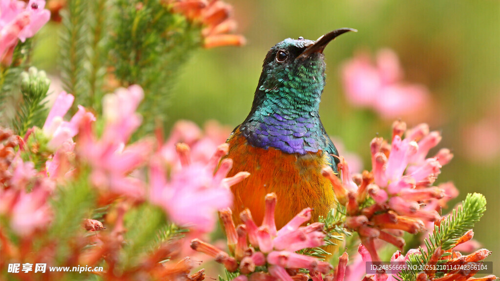 花丛中色彩斑斓的蜂鸟