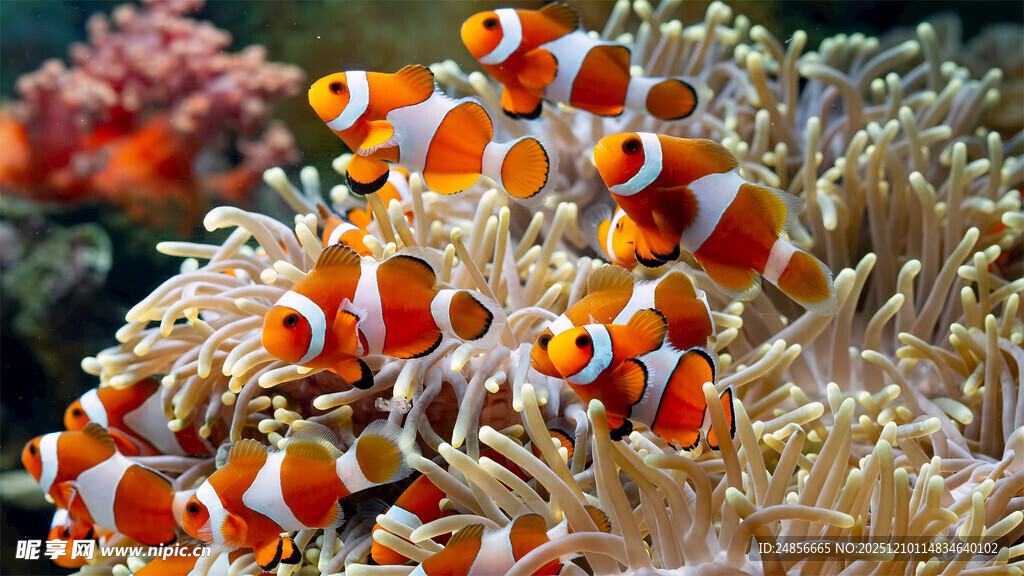 小丑鱼与海葵共舞