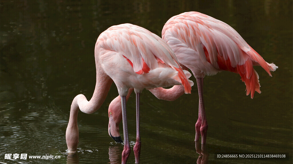 优雅火烈鸟水中姿态迷人