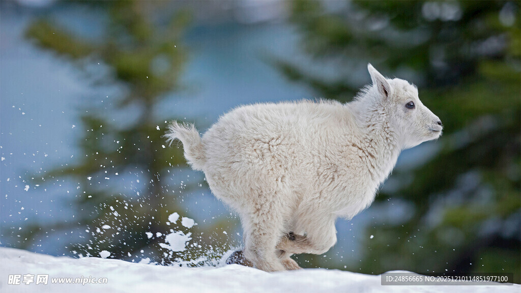 雪地中跳跃的可爱小山羊