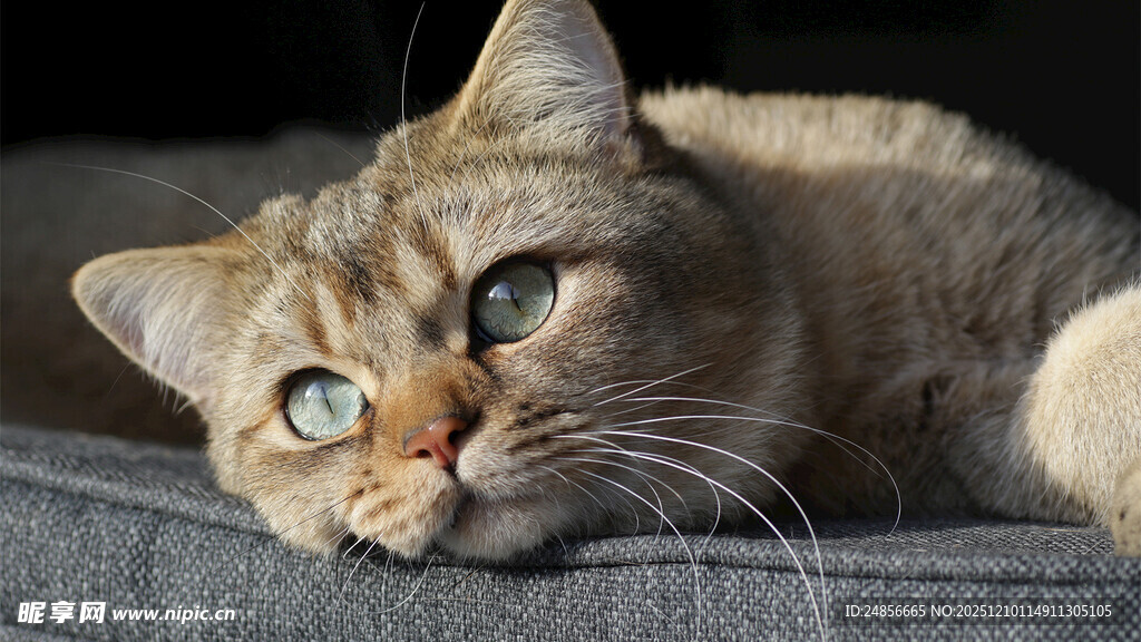 慵懒猫咪惬意躺沙发