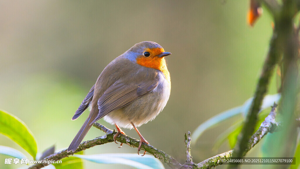 枝头的橙色喉小鸟