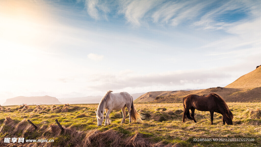 草原上的两匹马在吃草