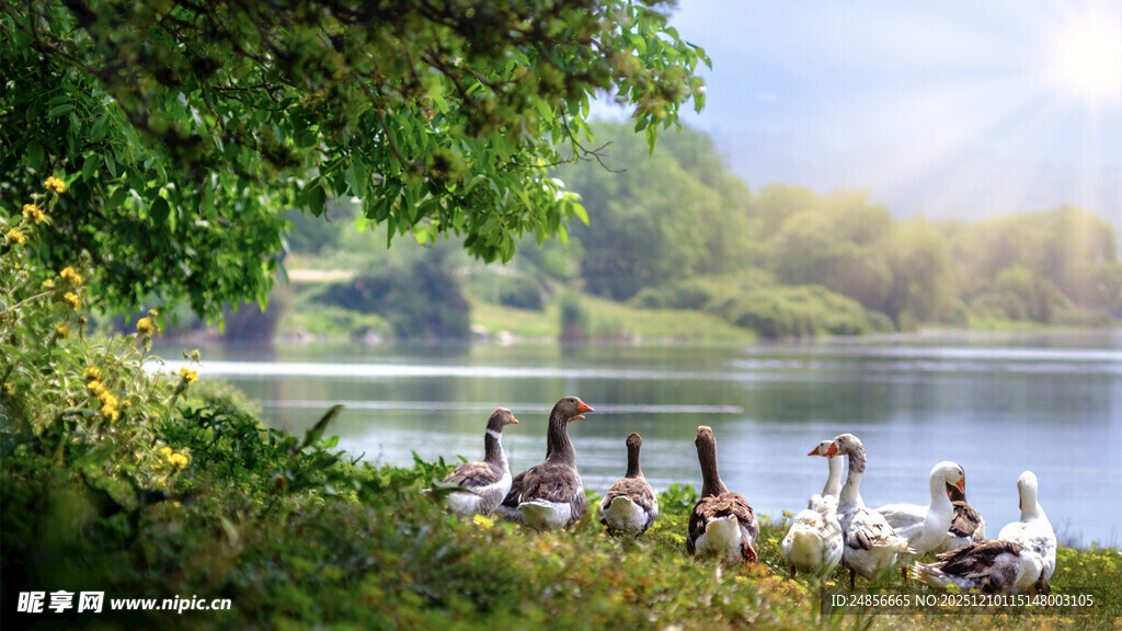 湖畔群鹅伴绿树晨光