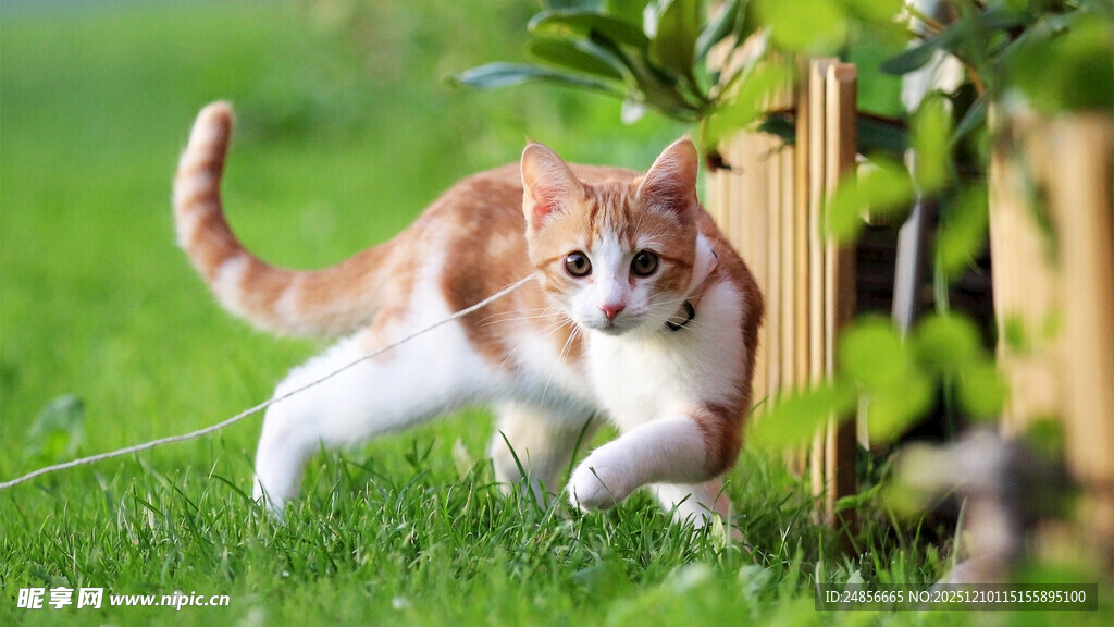橘猫草地间欢快奔跑
