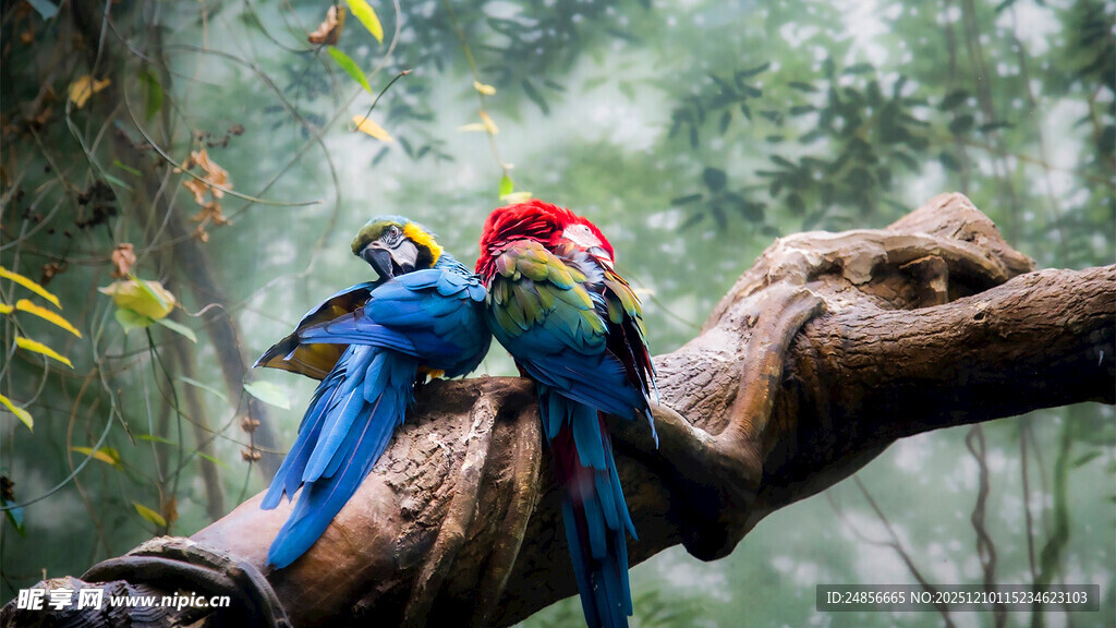 树枝上的多彩鹦鹉