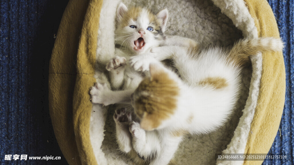 两只小猫在窝里玩耍