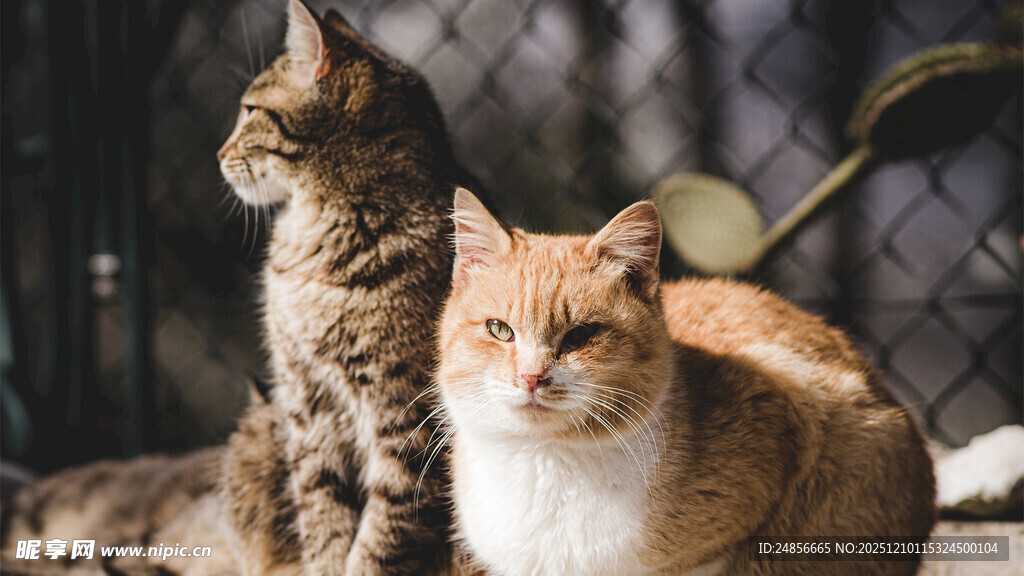 两只猫咪的悠闲时光