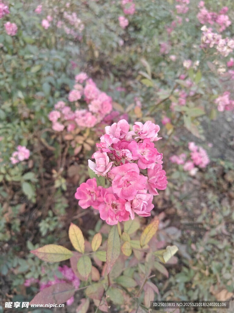粉色繁花绽放的美丽景象