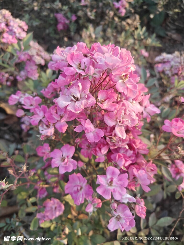 粉色繁花绽放的美丽景致
