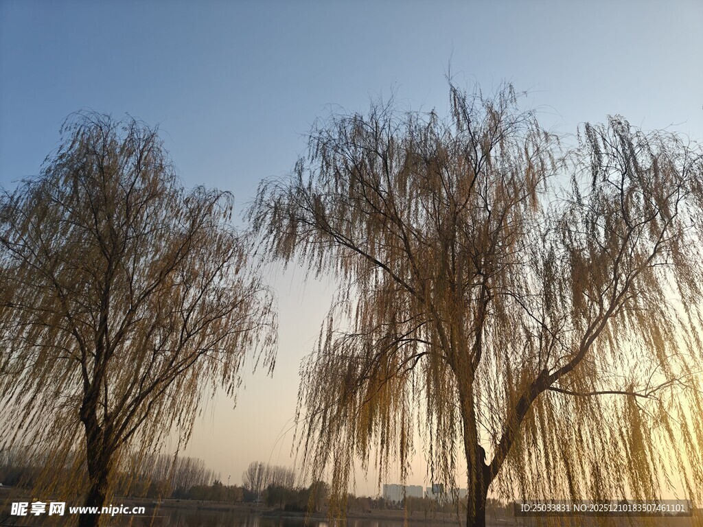 夕阳下的垂柳树景