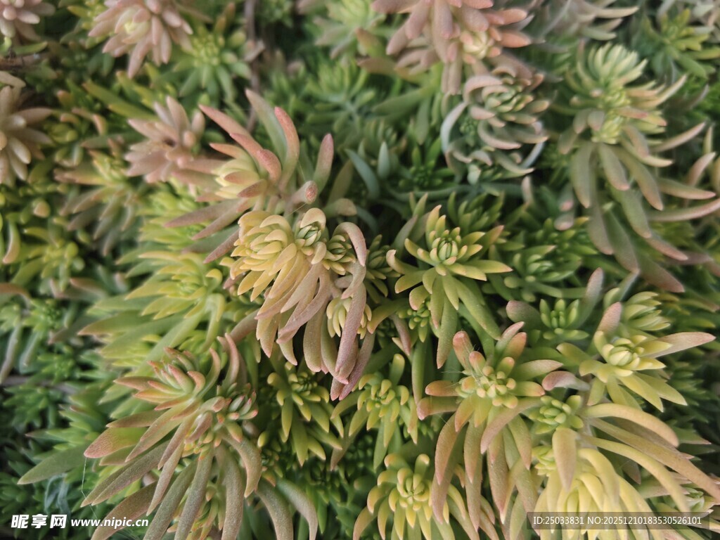 多彩植物叶片特写