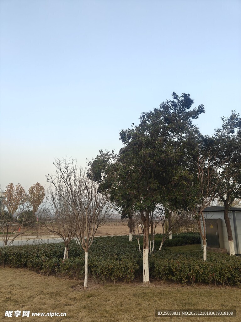 冬日户外树木景观