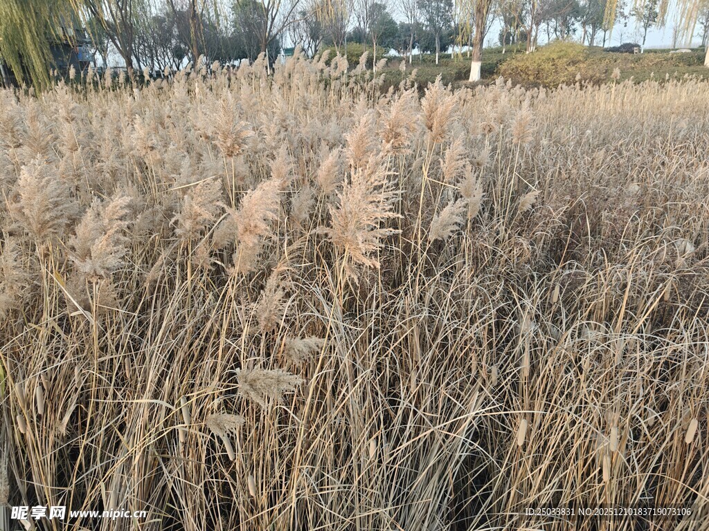 秋日芦苇荡美景