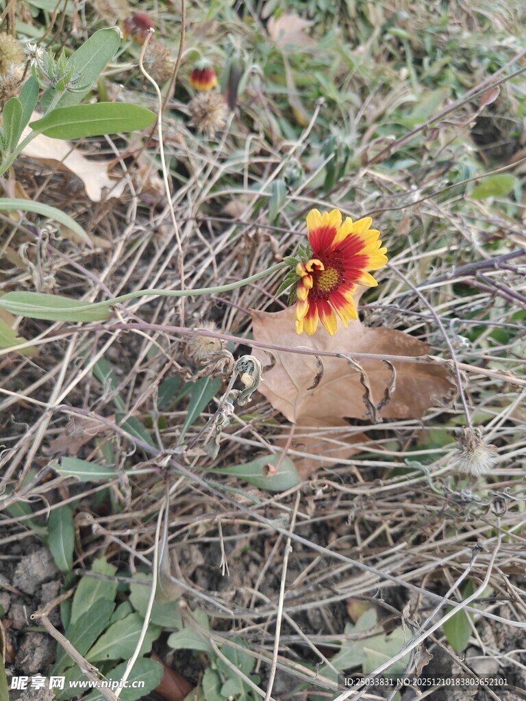 草丛中的艳丽花朵