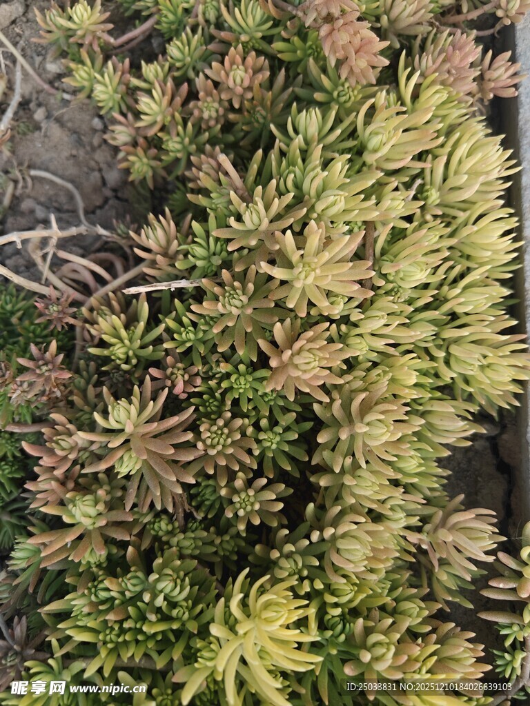 多样色彩的植物群落