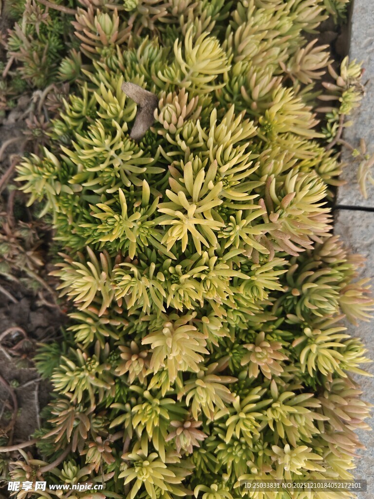 翠绿植物丛景观