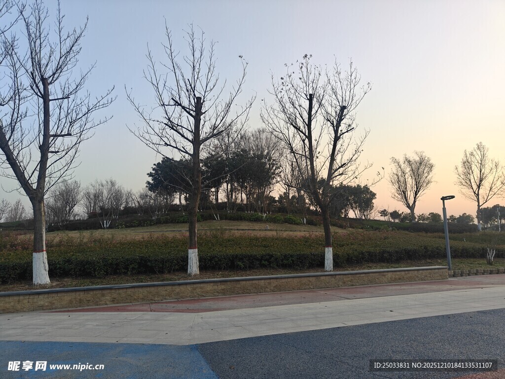 冬日城郊道路旁的萧瑟树木