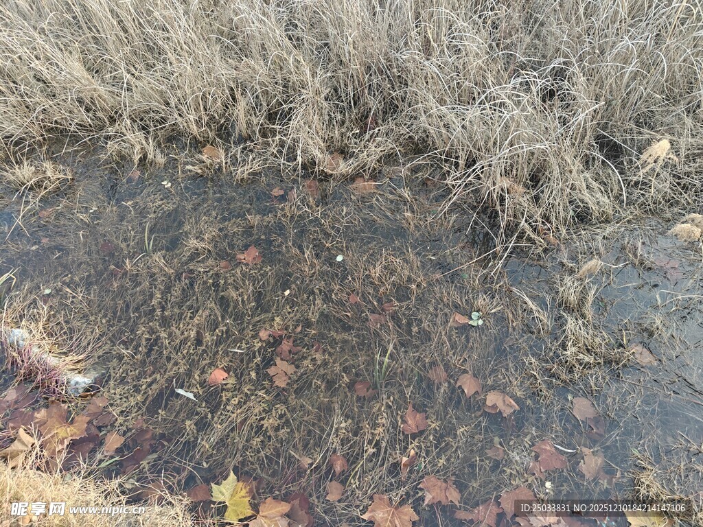湿地边的枯草与积水