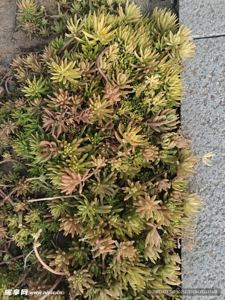 地面上的多彩苔藓植物