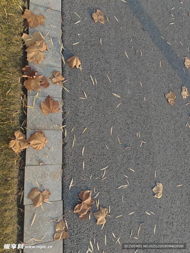 路边落叶铺就秋日景致