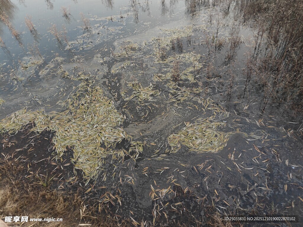 湿地景观中的水生植物