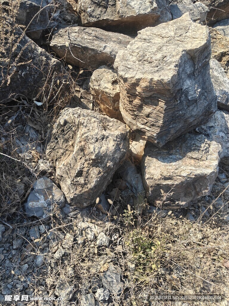 石堆中的小蜥蜴