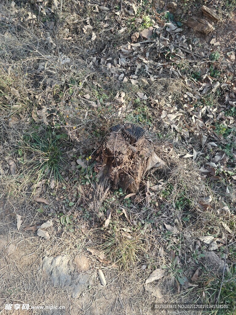 地面上的棕色物体