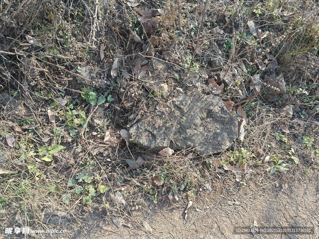 野外地面的杂草与泥土