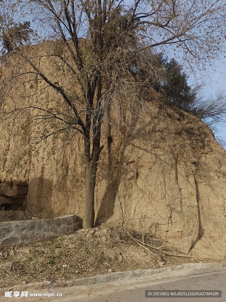 路边光秃树木与土坡景观