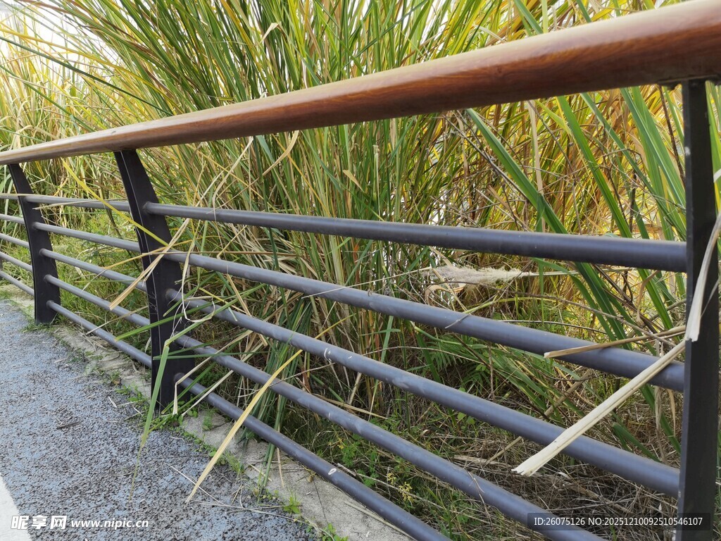 户外金属栏杆旁的绿植