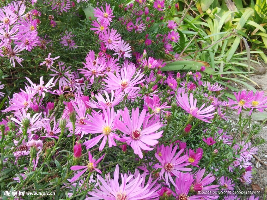 美丽紫菀花绽放