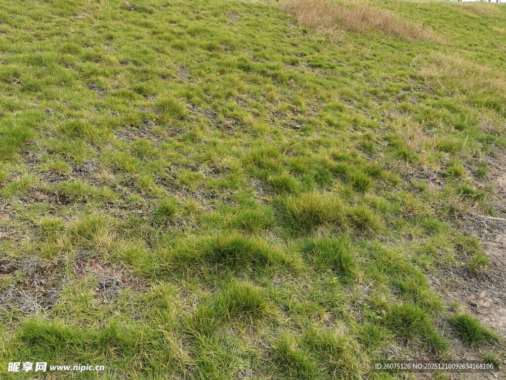 广袤绿草地风景