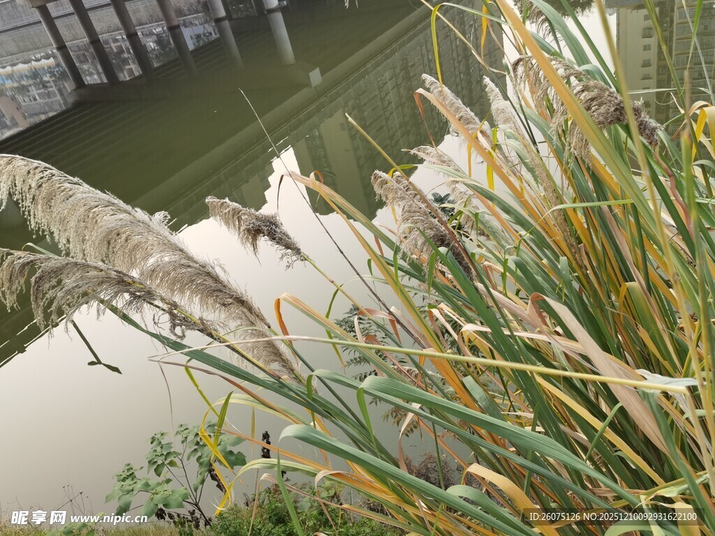 水边繁茂的绿色植物景观